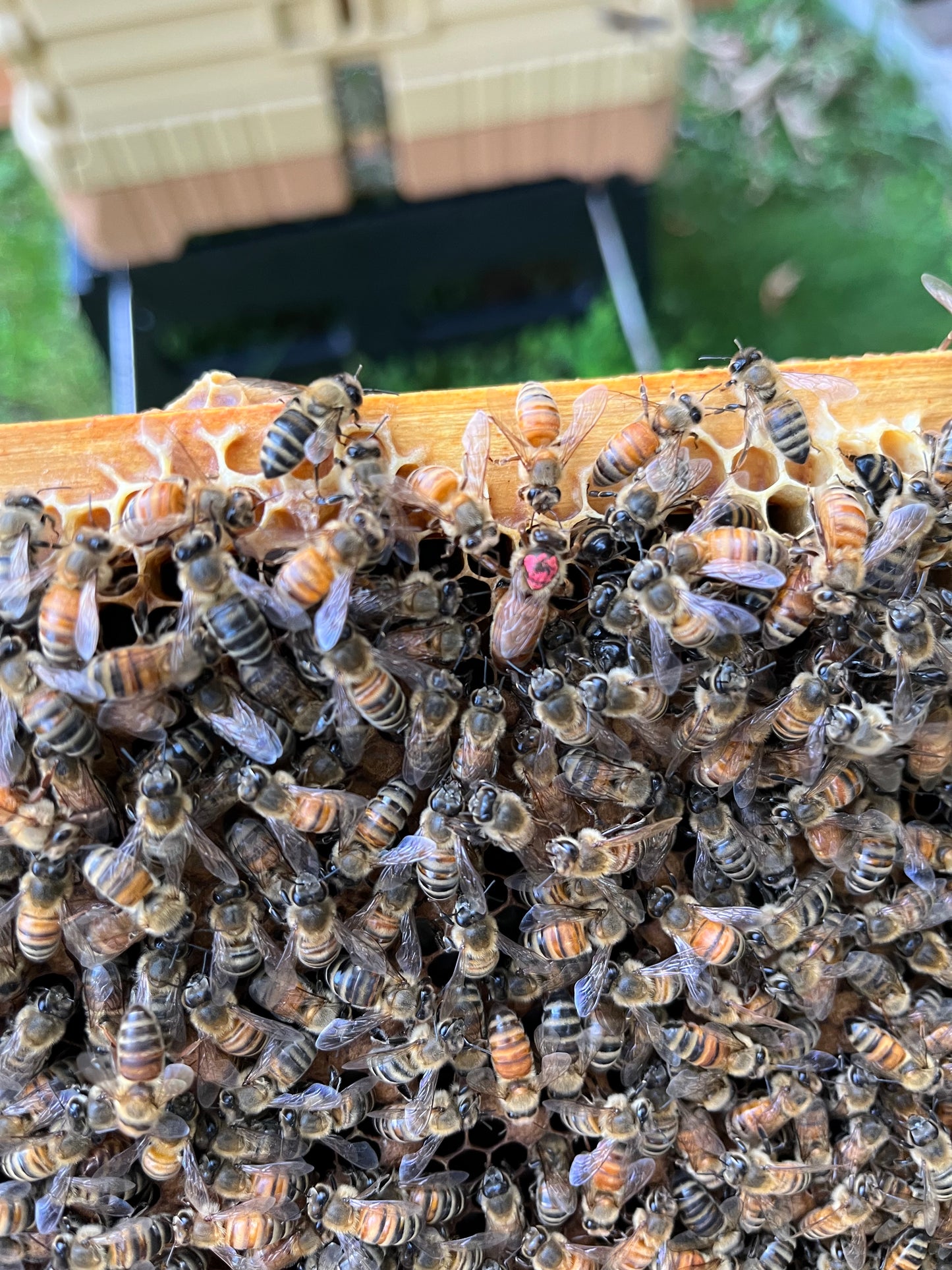 Managed Pollination Services