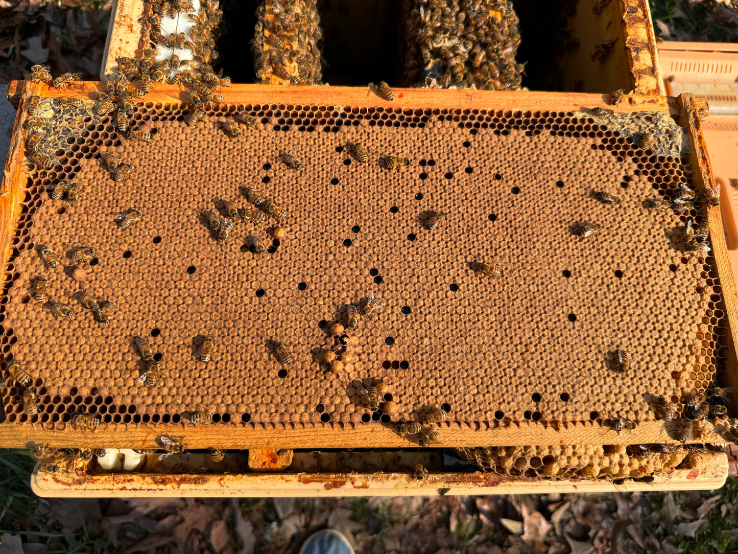 Starter Nucleus Hives
