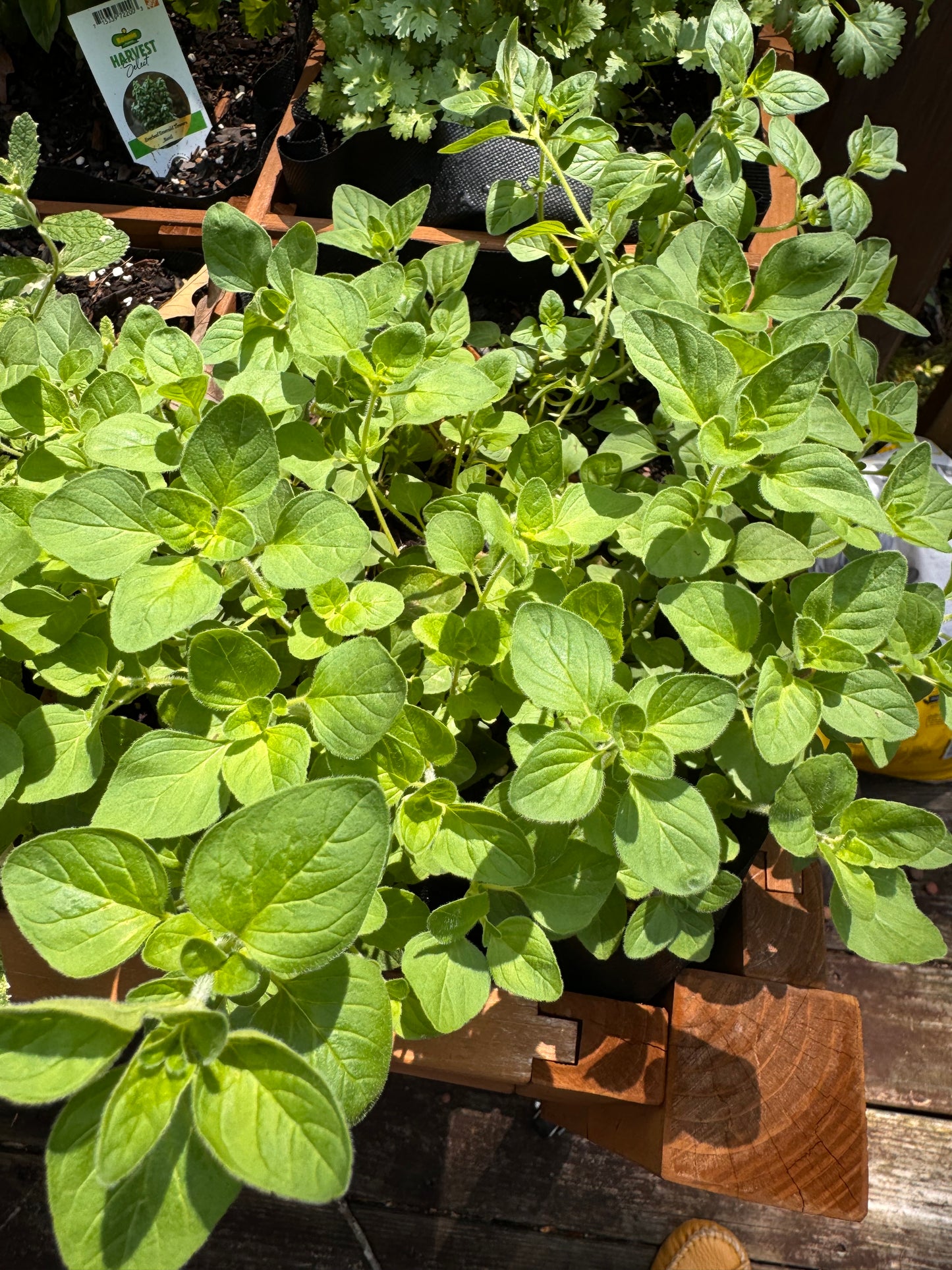 Greek Oregano