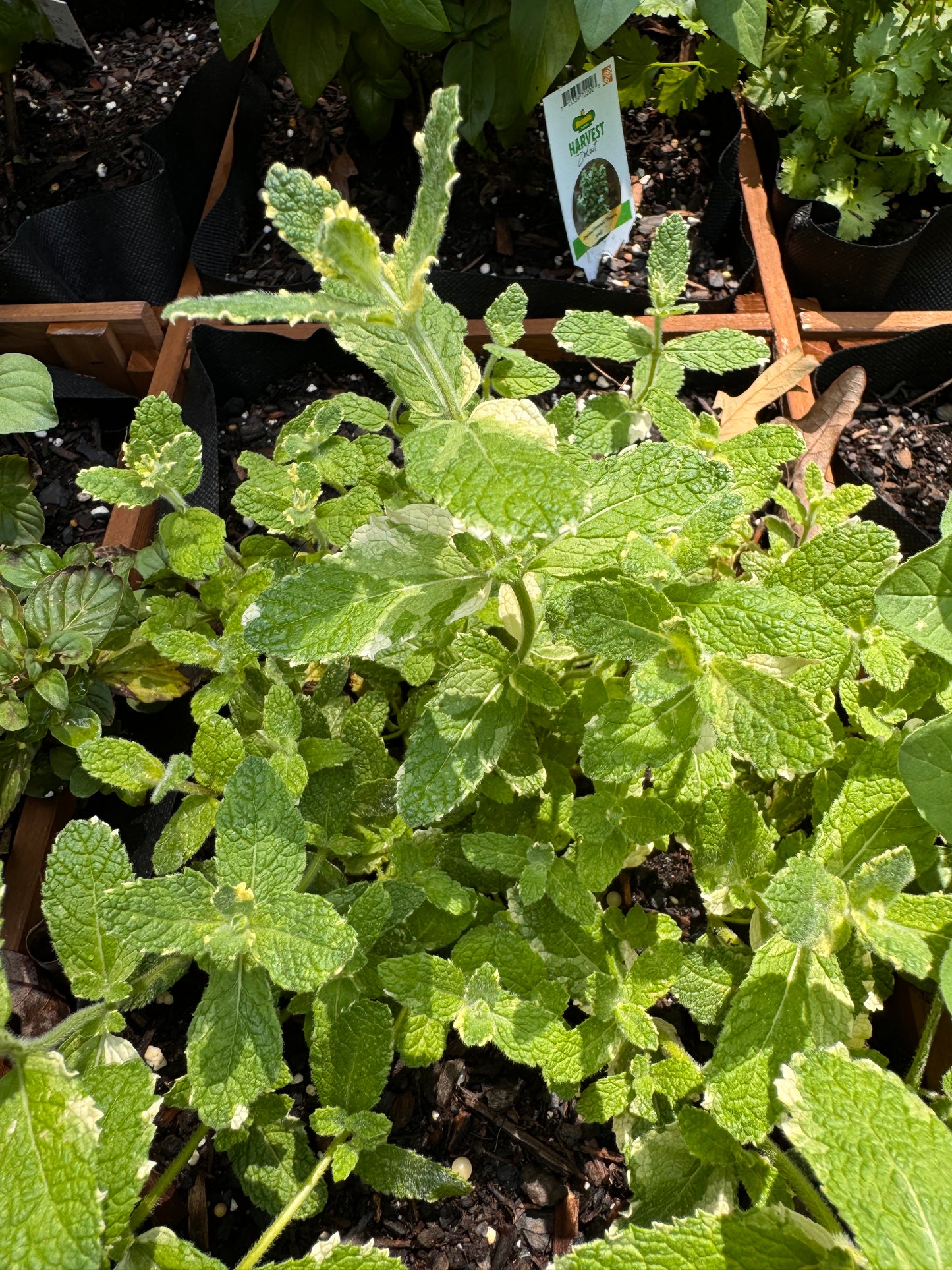 Mint, exotic varieties