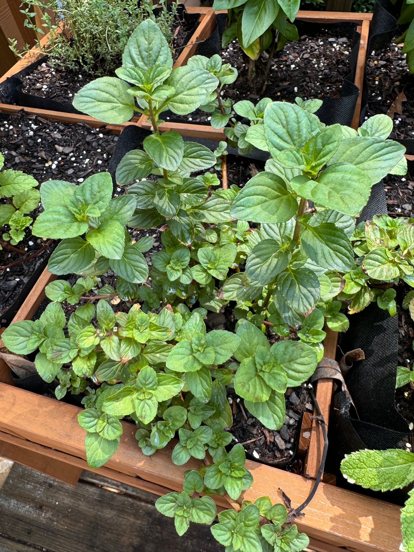 Mint, exotic varieties