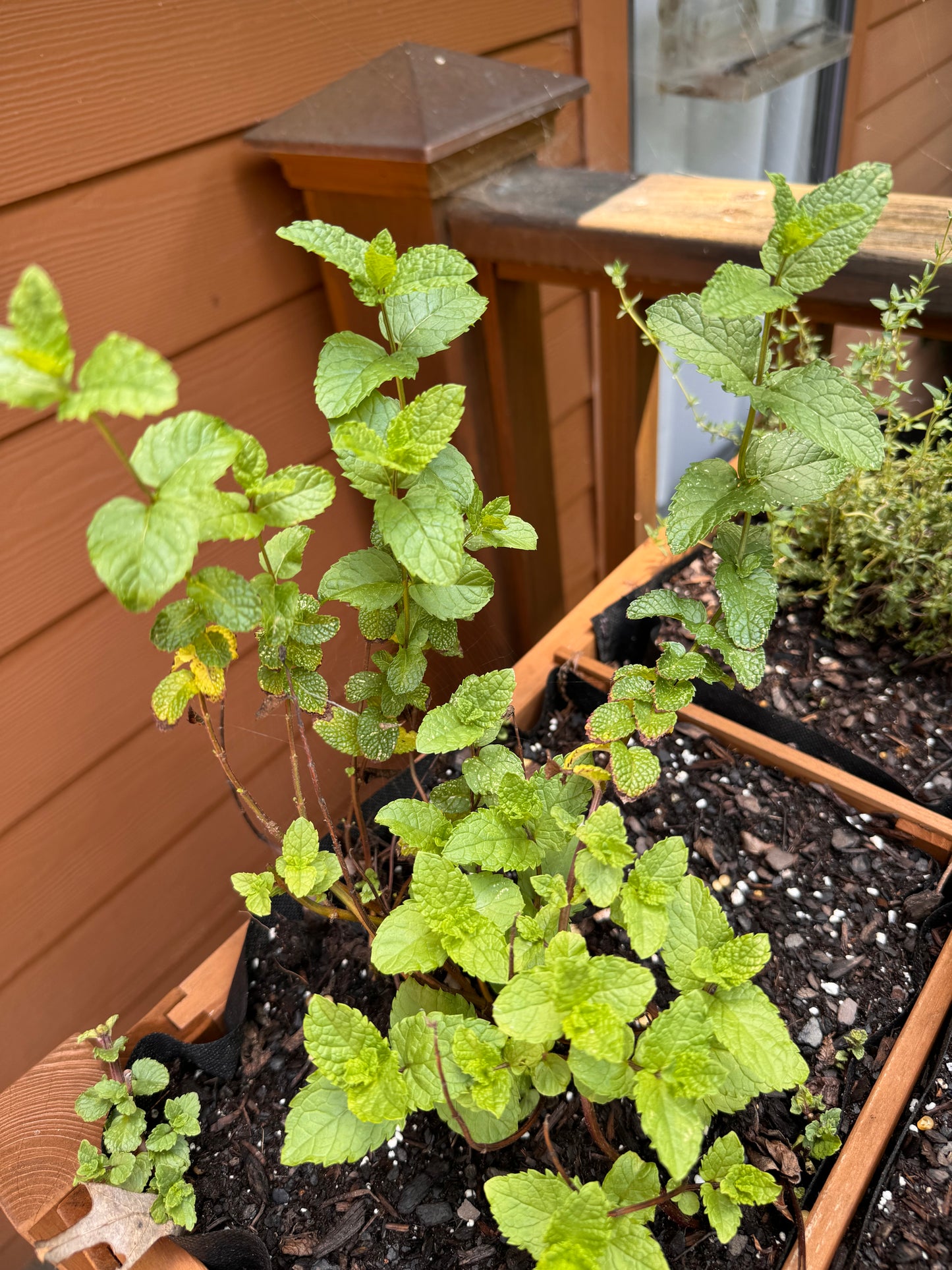 Mint, exotic varieties