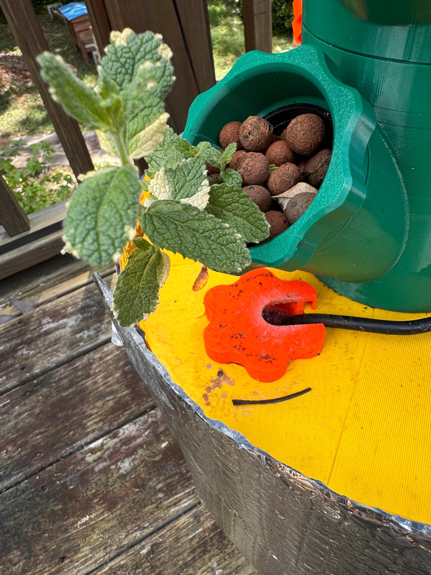 Mint, exotic varieties