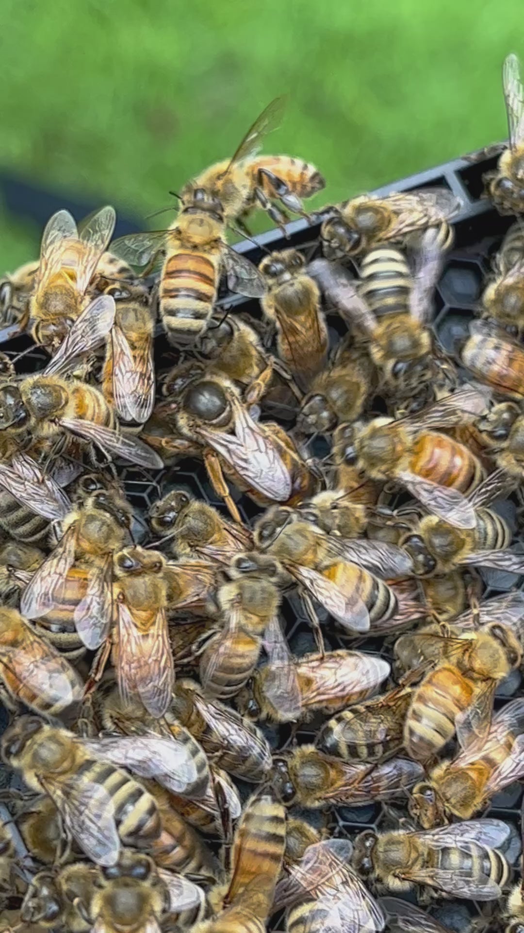 Honey Bee Queen – Smyrna Honey